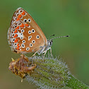 Brown Argus