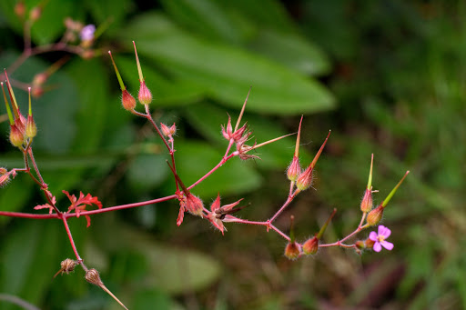 Geranium purpureum