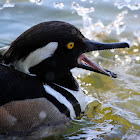 Hooded Merganser Duck (Diving and Swimming Underwater)