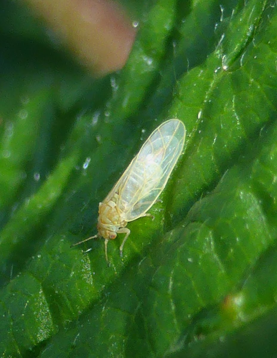 Psyllid