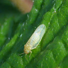 Psyllid