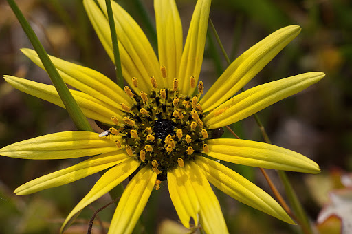 Arctotheca calendula