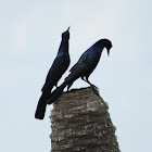 Boat-tailed Grackle