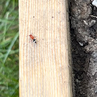 velvet ant - timulla vagans, female