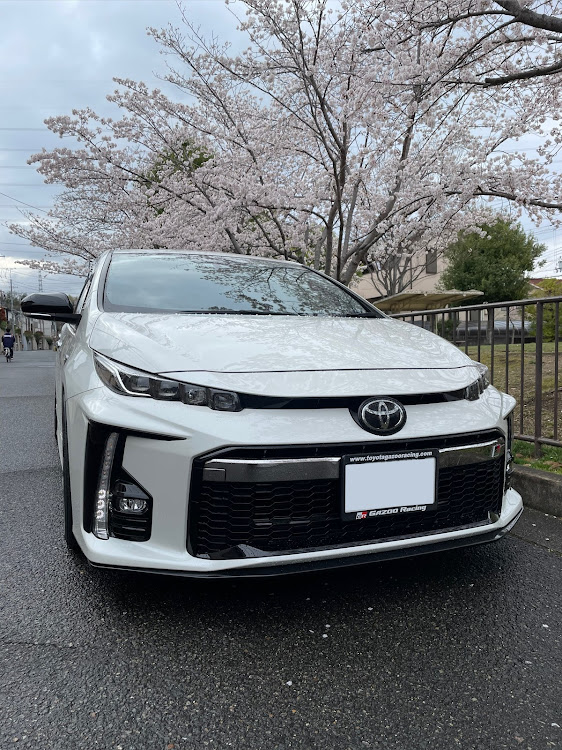 プリウスPHVのサクラと愛車・ドライブ・プリウスPHV GR・桜満開に関するカスタム事例の投稿画像1枚目