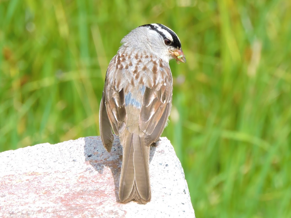 White-crowned sparrow