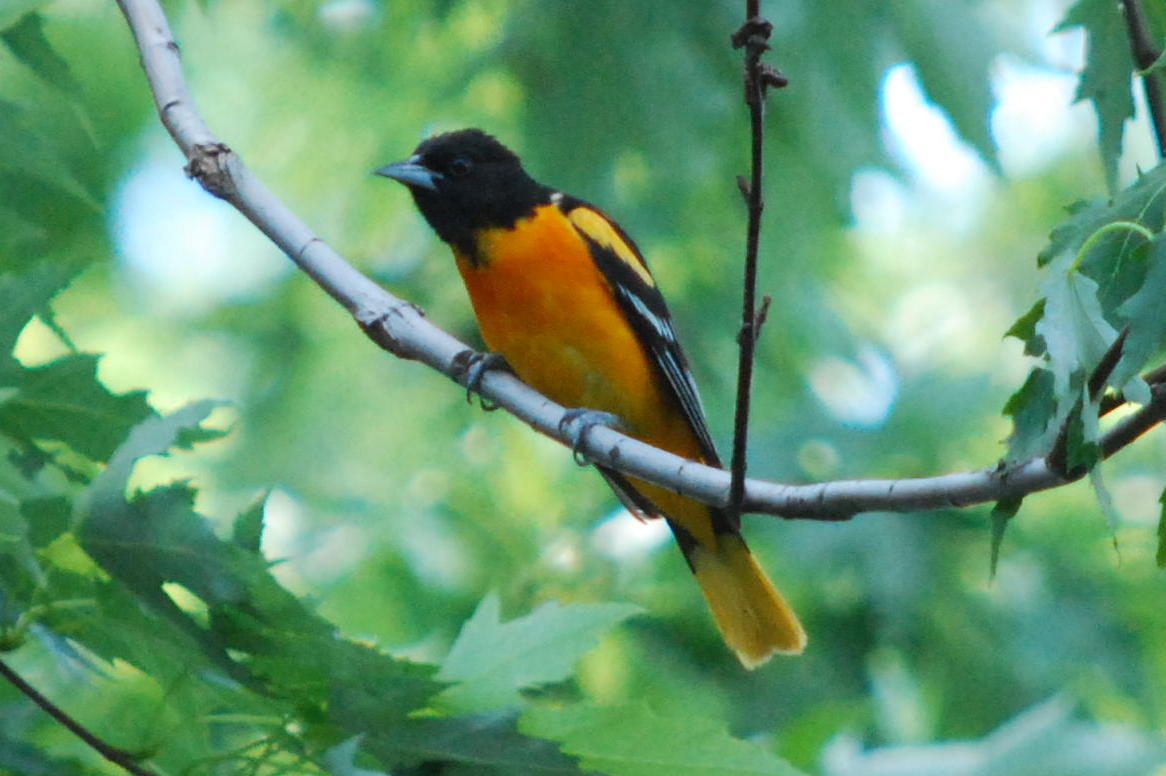 Baltimore Oriole