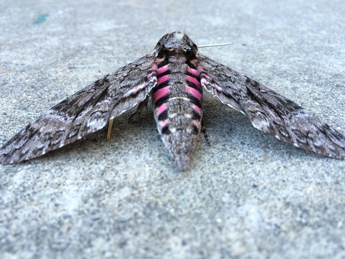 Pink-spotted hawk moth (aka Sweetpotato Hornworm)