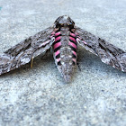 Pink-spotted hawk moth (aka Sweetpotato Hornworm)