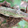 Grasshopper (infected?)