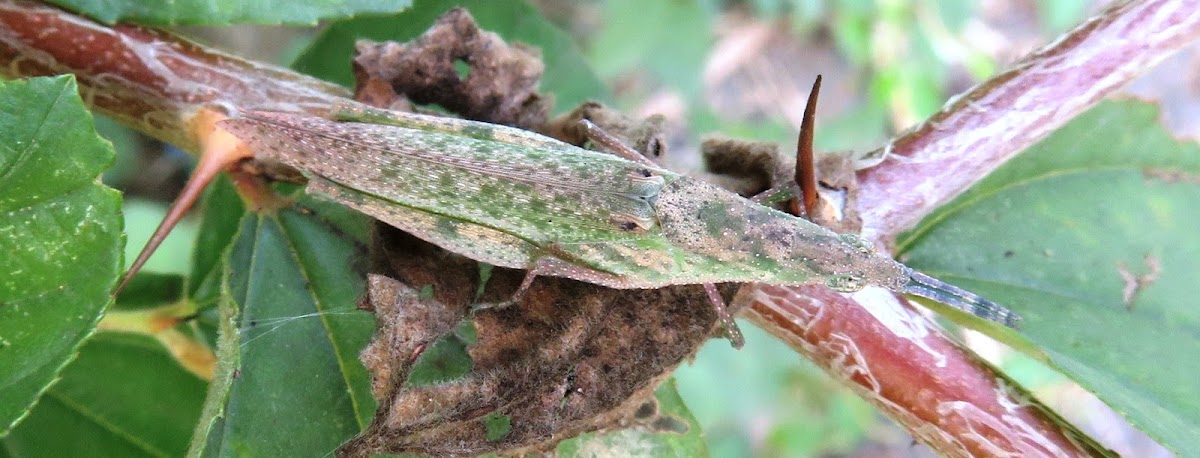 Grasshopper (infected?)