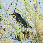 Green Heron