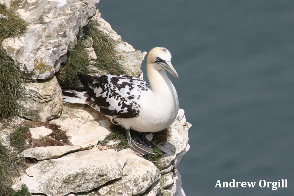 Northern Gannet