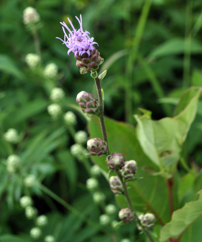 Rough Blazing Star