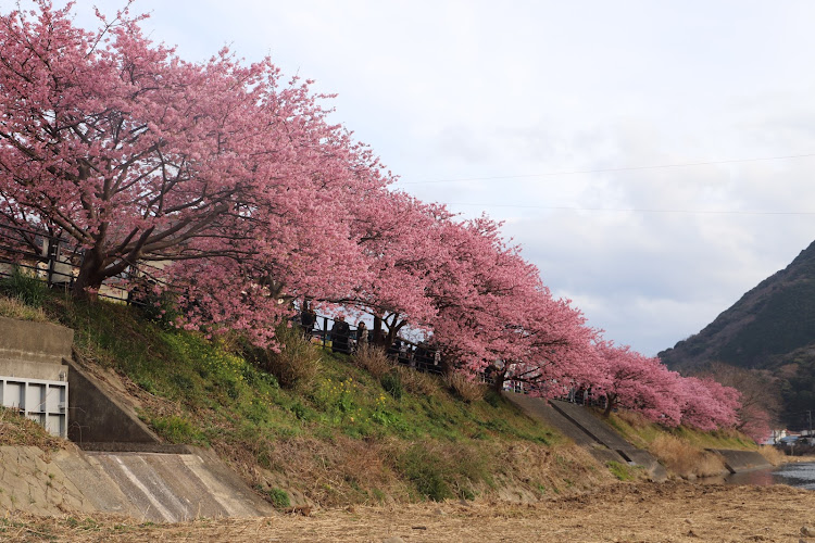 A3 セダンのKW・ABT・伊豆半島・河津桜・河津七滝ループ橋に関するカスタム事例の投稿画像16枚目