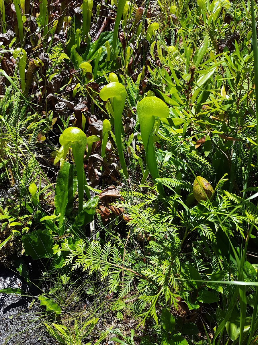 Pitcher Plant