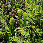 Pitcher Plant