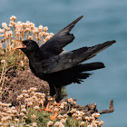 Chough