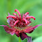 Scarlet Beebalm