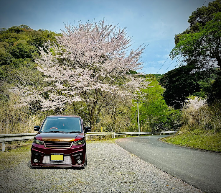 ワゴンRスティングレーのサクラと愛車・桜が散る前に・洗車したら雨☔・BOLDエアサスに関するカスタム事例の投稿画像6枚目