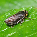 Meadow Spittlebug