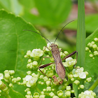 Soybean Pod Bug