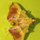 Snout moth