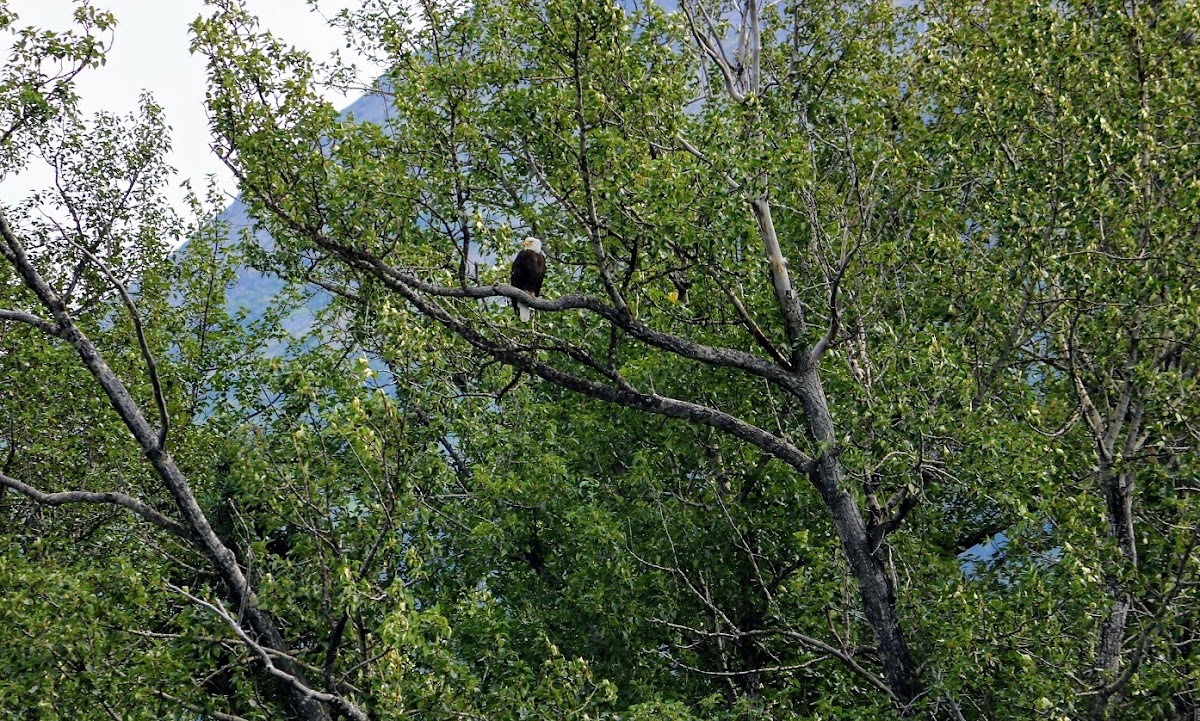 Northern bald eagle