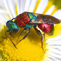 Cuckoo Wasp