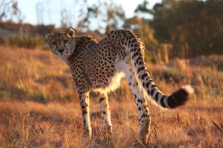 Sasha who grew up without a mother, almost died when a wildebeest crushed his leg. It had to be amputated.