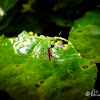 Water Strider