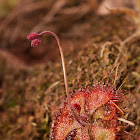 Sundew