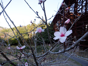 こちらにも別の花