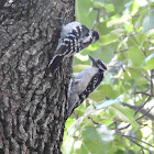 Downy Woodpecker