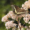 Palamedes Swallowtail