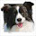 Border Collie Themes & New Tab