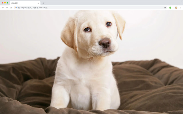 Labrador  HD Wallpaper New Tab