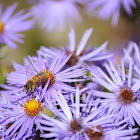 honey bee on aster