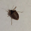 Dusky Stink Bug