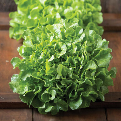 Bauer Lettuce