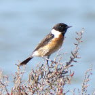 Stonechat; Tarabilla Común