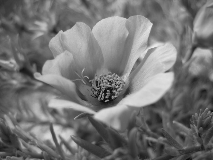 Portulaca di argentea