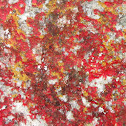 Unknown red lichen