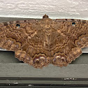 Black Witch Moth