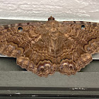 Black Witch Moth