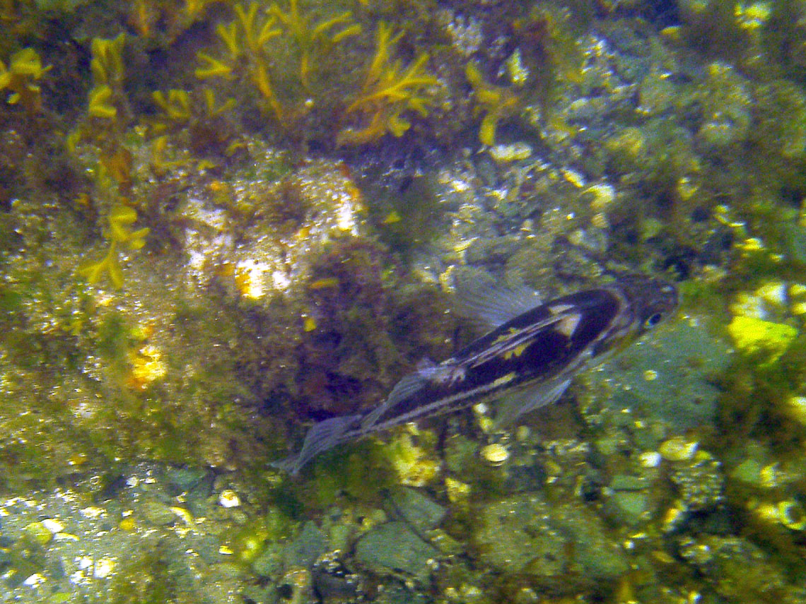 Copper Rockfish