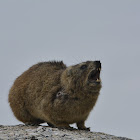 Rock Hyrax - Dassie