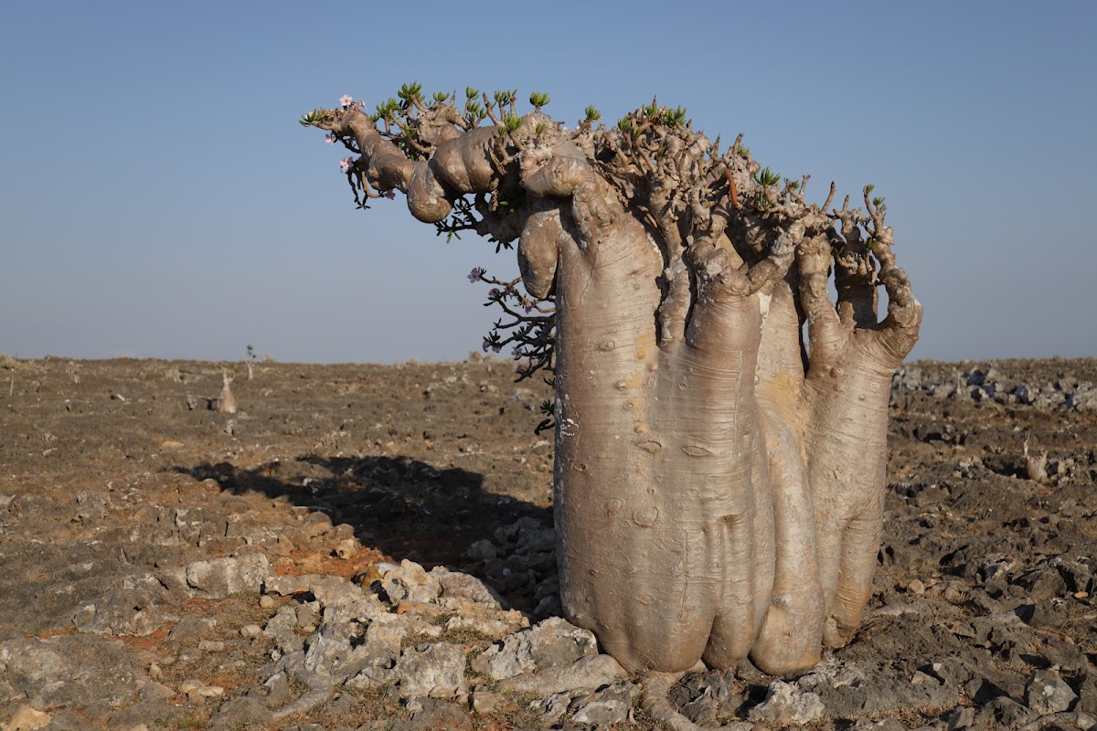 Socotra Aden Rose