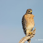 Red-shouldered Hawk