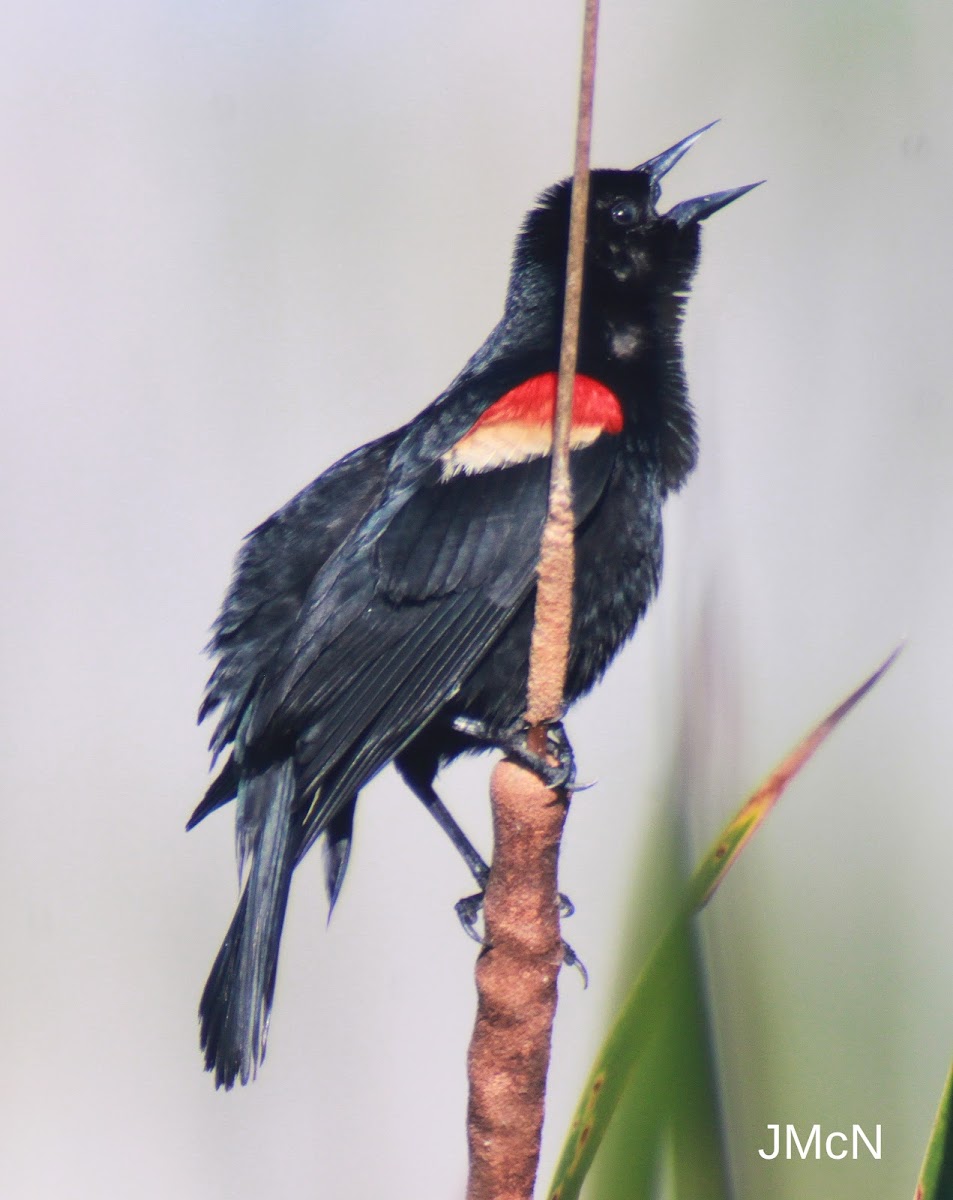 Red-winged Blackbird